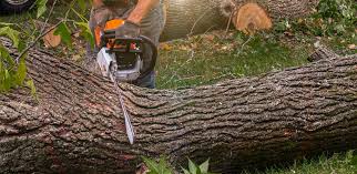 Trusted Maurice, LA Tree Services Experts