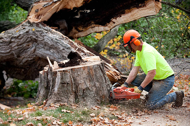 Best Tree Risk Assessment  in Maurice, LA